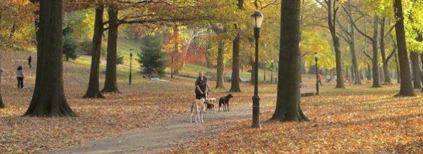 Riverside Park Conservancy Cancels Annual Gala to Take a Stand for Park Equity