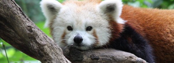 The Central Park Zoo Reopens