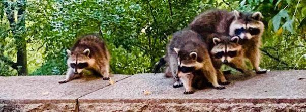 A Raccoon Takeover in Riverside Park