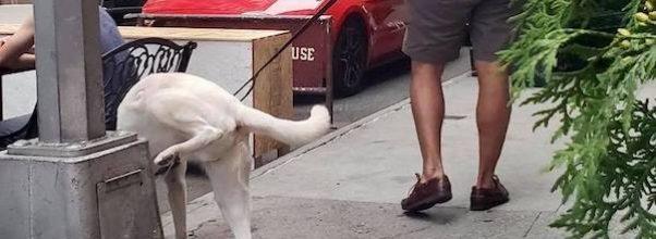 Dog Bites Pedestrian, Then Pees Near Outdoor Diners …