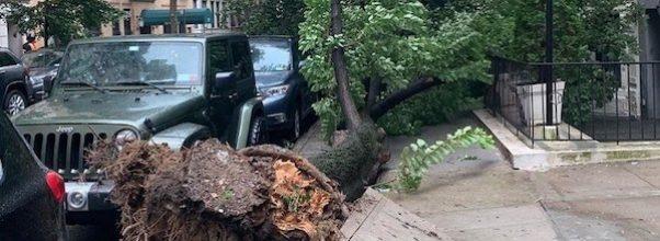 Tropical Storm Isaias Clobbers UWS Tree