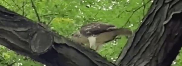 Hawk Eating Lunch in Riverside Park
