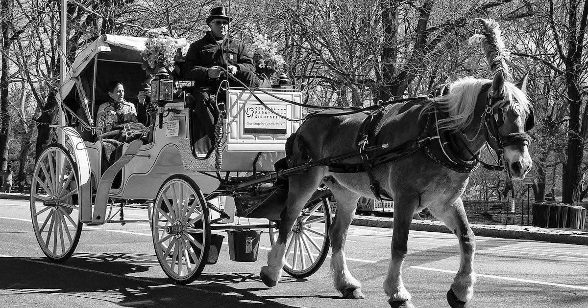 Horses Return Central Park NYC