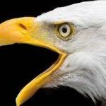 Bald Eagles Spotted Flying in Central Park