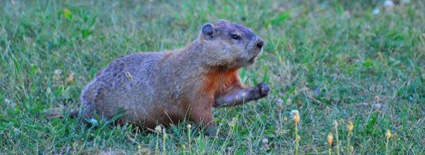 Groundhog Spotted in Morningside Park