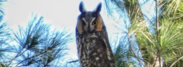 Long-Eared Owl Spotted in Central Park