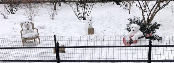 The Cute Little Polar Bears of Central Park