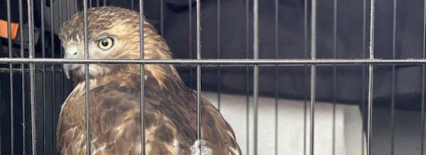 Cops Rescue Hawk From West Side Highway