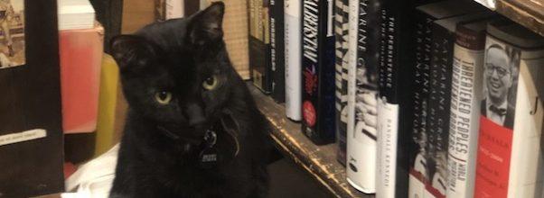 The Pig That Purrs At Westsider Rare and Used Books
