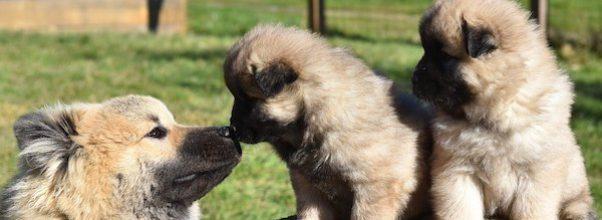 Texas Dog Family Reunites on the Upper West Side