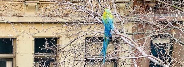 Escaped Parrot Rescued by FDNY