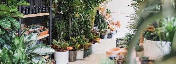 PlantShed Opens Newest Location on Amsterdam Ave