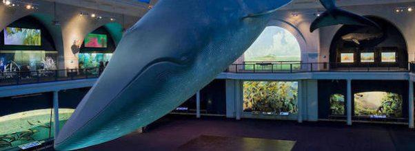 Vaccination Site to Open Under AMNH’s Blue Whale