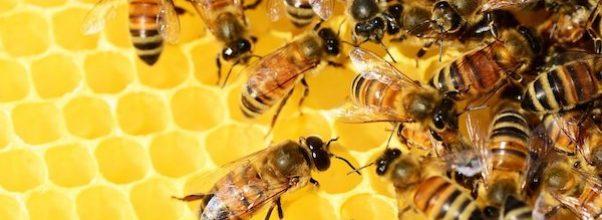 Beehives Get Distributed on Central Park West