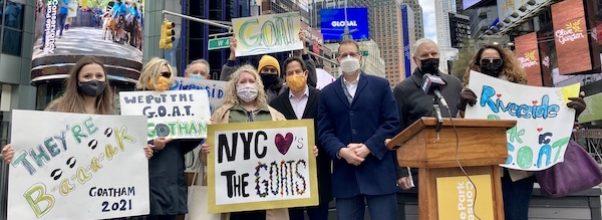 Get Ready For Goats