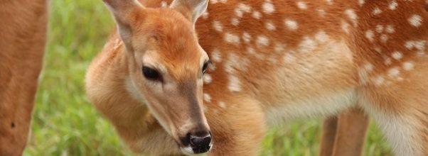 Report of Deer Sighting in Morningside Heights