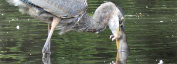 Fowl Play: Great Blue Heron Eats Rat in Central Park