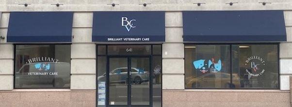 Upper West Side Vet Detects Bird Flu in 8-Month-Old Kitten