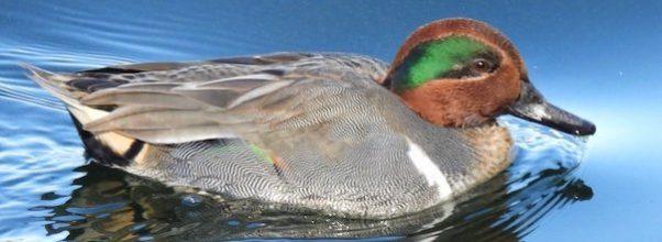 Central Park Gets Cool New Duck