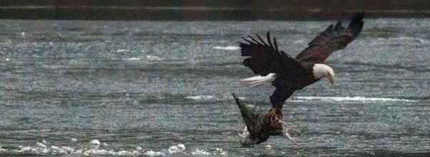 Bald Eagle Devours Prey Over Icy Central Park Waters