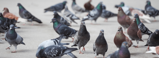Giant Flock of Pigeons Abducted, Thrown in Mysterious Van
