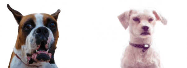 Why Dogs Were Getting Shocked on West End Ave: A Bit of Clarity