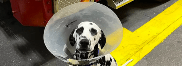 FDNY Dalmation Needs Help with Medical Bills