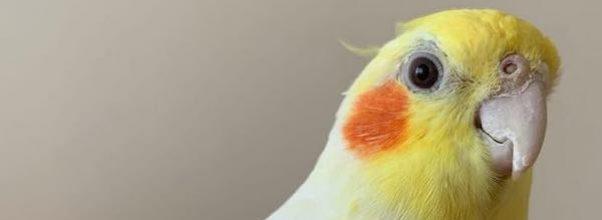 Lost Cockatiel … FOUND!