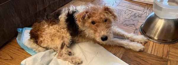 Lincoln Towers Resident Faces Eviction For Terminally Ill Dog’s Barking