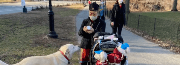 GoFundMe Launched for Struggling Central Park Dog Lover