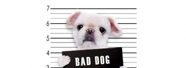 Central Park Conservancy Politely Asks Dog Owners to Behave