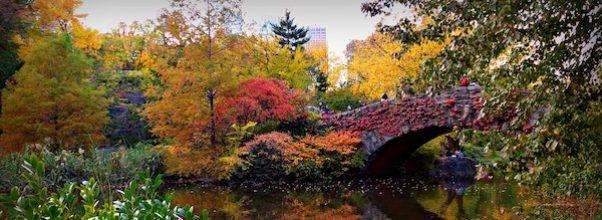 Best Central Park Fall Foliage Spots