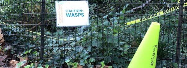 Man Stung By Swarm of Wasps in Riverside Park