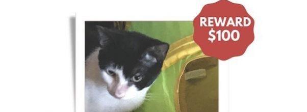 A Cat Was Stolen From Petco