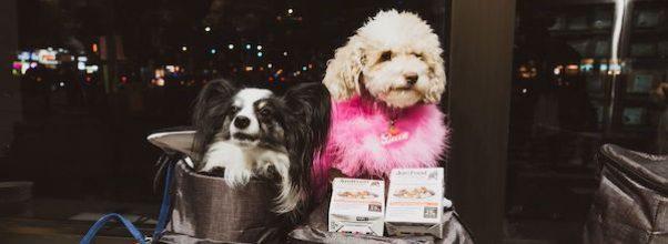 This Just Happened on the Upper West Side: A “Dog Influencer Party”