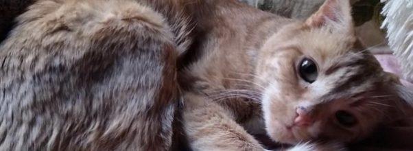 Old, Deaf Cat is Missing. Have You Seen Gilligan?
