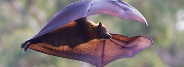 What’s Going On With All the Bats in Central Park?