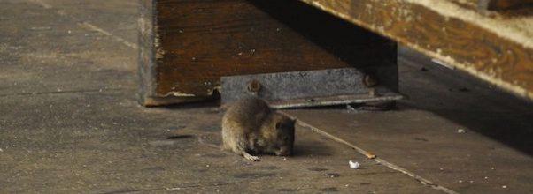 Mayor Adams is Going to “Kill Some Rats”