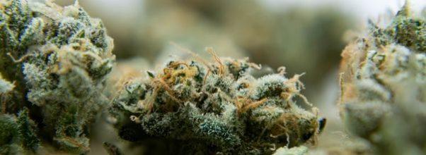 A Bunch of Potential New Weed Stores