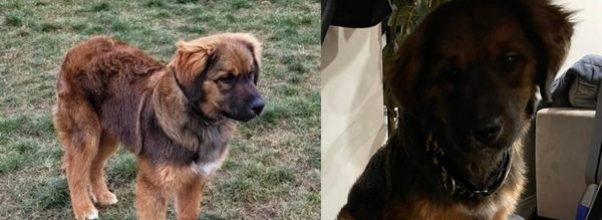 Upper West Side Dog Swims Across Hudson River to New Jersey. He’s Now Back Home.