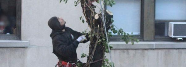 Confused Neighbors Gaze Through Windows as Heaps of Trees Get Chopped Down