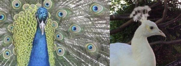 The Upper West Side’s Most Famous Peacocks Are Retiring Upstate