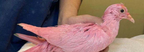 Update: Wild Bird Fund Announces Passing of Pigeon Found With Feathers Dyed Pink