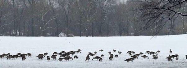 Snowy Snapshots: Late February Flakes