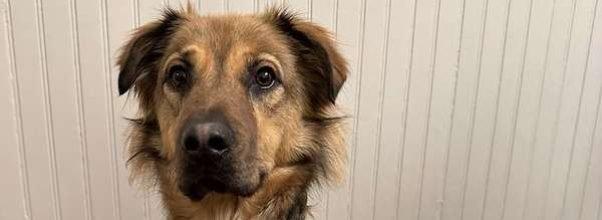 Lost Dog Last Seen on 91st Street (NEVER MIND, HE’S BEEN FOUND!)