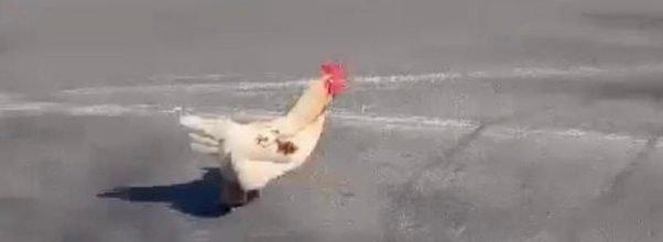 Anyone Know This Rooster?