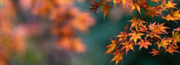 A Few Fall Events