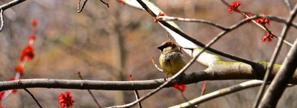 Central Park Bird Count: Many Birds Counted