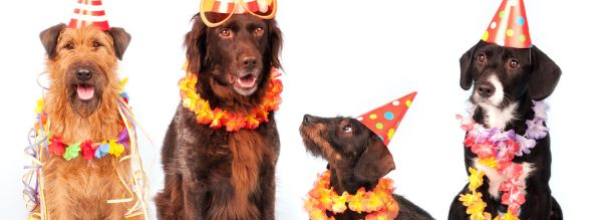 A Puppy Party in Riverside Park