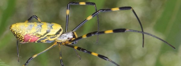 Giant Spiders May Soon Invade NYC